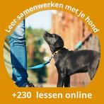 Online Puppyopvoeding en hondentraining - voor slechts 7e, Diensten en Vakmensen, Training of Cursus
