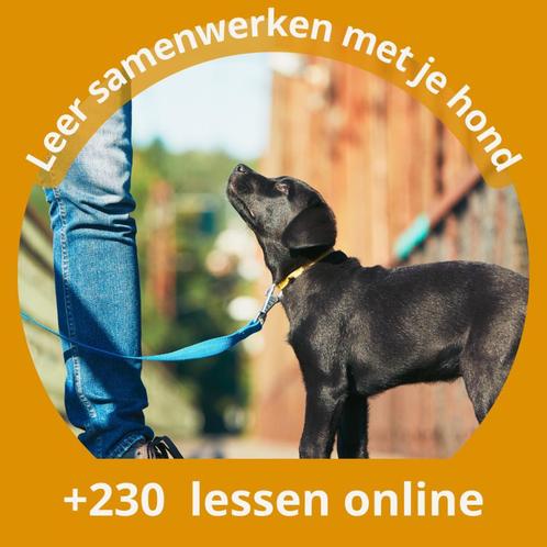 Online Puppyopvoeding en hondentraining - voor slechts 7e, Diensten en Vakmensen, Dieren | Honden | Verzorging, Oppas en Les, Training of Cursus