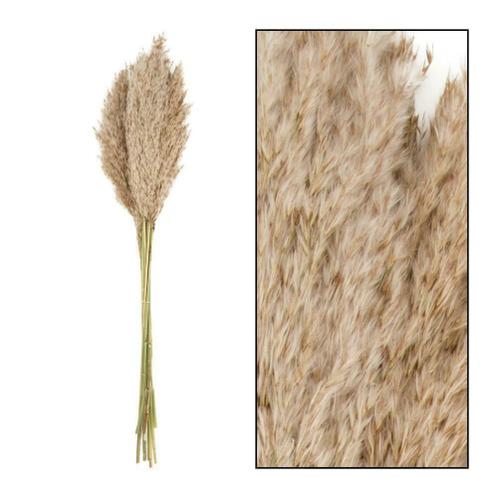 Droogbloemen - Volle pampas pluimen - Wild Reed 70 gram - 65