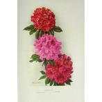 John Guille Millais - Rhododendrons and the various Hybrids