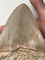 Gigantische megalodon tand 13,5 cm - Fossiele tand -, Verzamelen, Mineralen en Fossielen