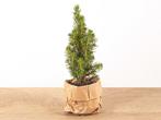 Baby Christmas tree - 15-20 cm - Ø 6 cm - Picea Glauca Perf, Verzenden