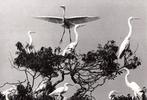 Tokutaro Tanaka (1909 - 1989) - White Egrets, Japan -, Antiek en Kunst