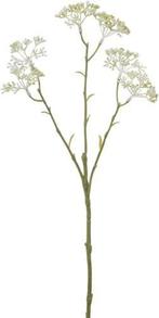 Limonium Creme Zijdenbloem L42, Ophalen of Verzenden, Nieuw