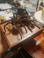 Theraphosa stirmi Taxidermie volledige montage - Theraphosa, Nieuw