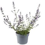 Nepeta Six Hills Giant (blauw, Paars, vaste planten) (blauw), Ophalen of Verzenden, Vaste plant, Bodembedekkers, Halfschaduw