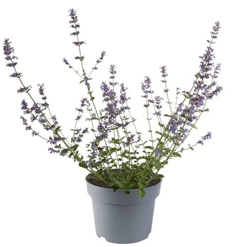 Nepeta Six Hills Giant (blauw, Paars, vaste planten) (blauw), Tuin en Terras, Planten | Tuinplanten, Bodembedekkers, Vaste plant