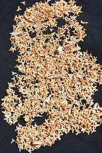 Grote ophoping van fossiele haaientanden - Fossiele tanden -