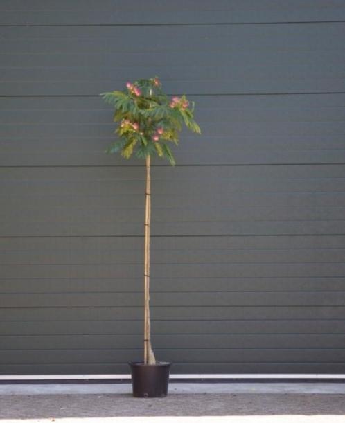 Perzische slaapboom Albizia julibrissin h 212,5 cm st. omtre, Tuin en Terras, Planten | Bomen, Verzenden
