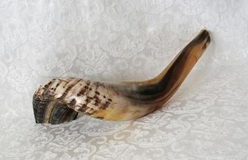 Ramshoorn Shofar (kosher) groot beschikbaar voor biedingen