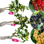 Aalbessen Ribes rubrum Jonkheer van Tets Blank, Tuin en Terras, Volle zon, Verzenden