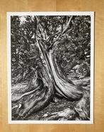 Sebastião Salgado - Genesis. Ancient Bristlecone Pine Forest