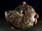 Ammoniet - Gefossiliseerd dier - Aioloceras (Cleoniceras)