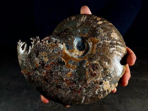 Ammoniet - Gefossiliseerd dier - Aioloceras (Cleoniceras), Verzamelen, Mineralen en Fossielen