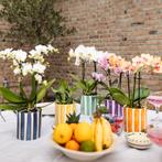 Kolibri Orchids | witte phalaenopsis orchidee Lausanne + Pai, Verzenden, Nieuw