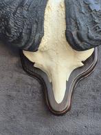 Buffe de Forêts - Taxidermie wandmontage - Syncerus caffer, Nieuw
