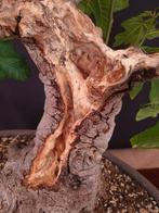 Ficus Carica - Verzamelingstuk - Hoogte (boom): 50 cm -
