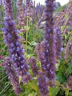 Agastache Blue Fortune Blackadder dropplant P9 €1,50 paars, Tuin en Terras, Planten | Tuinplanten, Zomer, Vaste plant, Ophalen of Verzenden