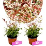 Nandina domestica Twilight + Pot 12cm 2 pcs, Verzenden, Volle zon