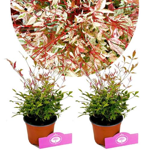 Nandina domestica Twilight + Pot 12cm 2 pcs, Tuin en Terras, Planten | Fruitbomen, Volle zon, Verzenden