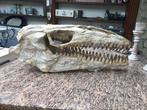 Dinosaurus - Fossiel skelet - mosasaurus - 32 cm - 25 cm