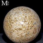 Uitgehouwen dinosauruss agatiseerde botten - Fossiel bot -, Verzamelen, Mineralen en Fossielen