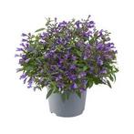 Nepeta subsessilis Purple: De Perfecte Aanvulling voor Uw..., Overige soorten, Volle zon, Vaste plant, Ophalen of Verzenden