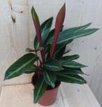 Calathea Trio Star Pauwenplant smal blad met wit 30 cm - War, Huis en Inrichting, Kamerplanten, Verzenden