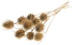 Kaardenbol chardon distels droogbloemen naturel 55 cm per, Ophalen of Verzenden, Nieuw