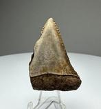 Witte haai - Fossiele tand - 3.9 cm - 2.6 cm (Zonder, Verzamelen, Mineralen en Fossielen