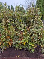 Beukenhaag Fagus sylvatica rode en groene beuken, Tuin en Terras, Bloeit niet, Overige soorten, 100 tot 250 cm, Ophalen