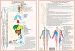 Anatomie poster vegetatief zenuwstelsel (NL, A4), Sport en Fitness, Overige Sport en Fitness, Nieuw, Verzenden