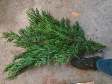 Actie XL Bundel CONIFEER coniferen Groen VERS vers Groen beschikbaar voor biedingen