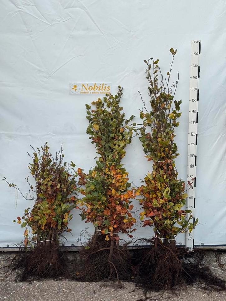 Beukenhaag & Hedera Hagen Weer Volop Verkrijgbaar!, Tuin en Terras, Planten | Bomen, Overige soorten, Volle zon, 100 tot 250 cm