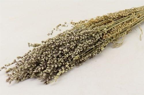 Briza Minima in hoes bundel ca. 70 cm, Huis en Inrichting, Woonaccessoires | Kunstplanten en Kunstbloemen, Nieuw, Ophalen of Verzenden