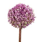 Bloembollen - 40 x Allium Summer Drummer - roze met paars, Verzenden, Voorjaar, Volle zon, Bloembol