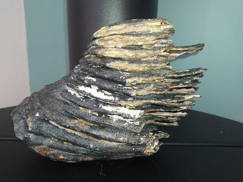 Wolharige mammoet - Fossiele kies - Mammuthus primigenius -, Verzamelen, Mineralen en Fossielen