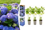 Set van 3 blauwe tuinhortensias (30 - 38 cm), Huis en Inrichting, Kamerplanten
