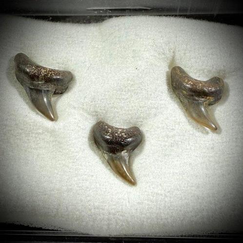 Zeldzame Paranomotodon-set - South Dakota - Fossiele tand, Verzamelen, Mineralen en Fossielen