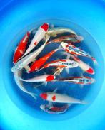 Hirasawa Marusei 28-35cm (Japanse Koi), Dieren en Toebehoren, Vissen | Vijvervissen, Karper of Koi