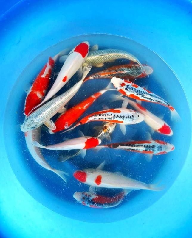 Hirasawa Marusei 28-35cm (Japanse Koi), Dieren en Toebehoren, Vissen | Vijvervissen, Karper of Koi