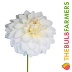 The Bulb Farmers - 12 x Dahlia Wittem - wit met lila, Tuin en Terras, Voorjaar, Bloembol, Verzenden, Volle zon