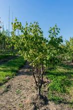 Acer griseum meerstammig, Tuin en Terras, Planten | Tuinplanten
