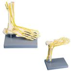 Anatomie model voetzenuwen, Verzenden, Nieuw