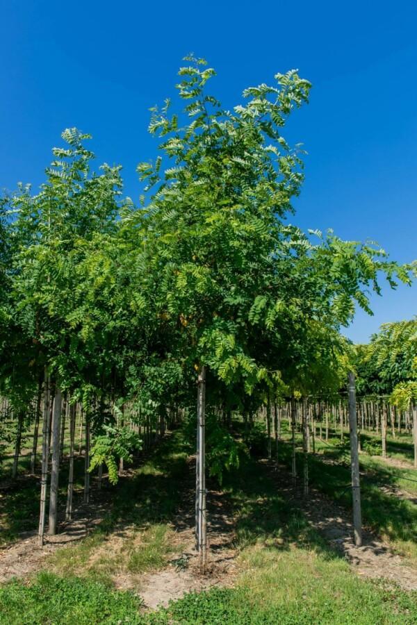 Robinia pseudoacacia hoogstam, Tuin en Terras, Planten | Tuinplanten