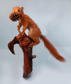 Euraziatische Rode Eekhoorn Taxidermie volledige montage -, Verzamelen, Dierenverzamelingen, Nieuw