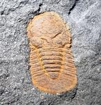 Geel Trilobiet Degamella sandinoae - 1,3 x 0,8 cm -