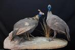 Helmeted Guineafowl Schedel - Numida meleagris - 35 cm - 47, Nieuw