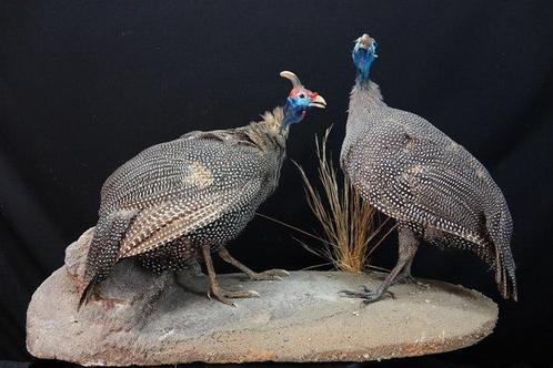 Helmeted Guineafowl Schedel - Numida meleagris - 35 cm - 47, Verzamelen, Dierenverzamelingen