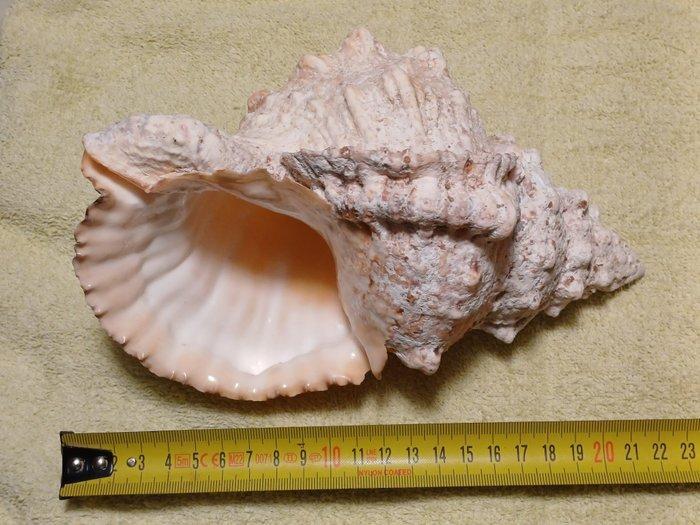 Gastropode Zeeschelp - Charonia lampas/ Bursa Tutufa Rana, Antiek en Kunst, Curiosa en Brocante